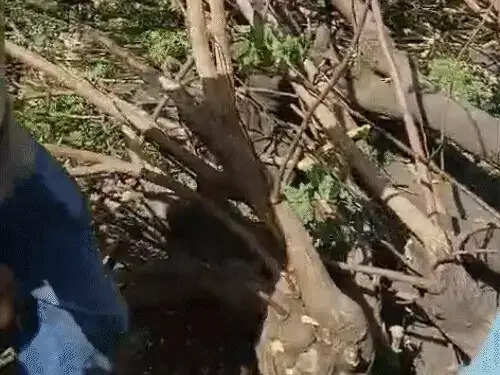 भोपाल के आजाद मार्केट में बड़ा हादसा टला, पेड़ की विशाल टहनी गिरने से 3 घायल, सीसीटीवी में कैद हुई घटना