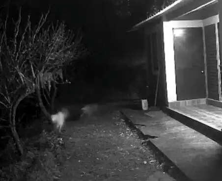 सीसीटीवी में रिकॉर्ड हुआ गुलदार का शाम को कुत्ते पर हमला