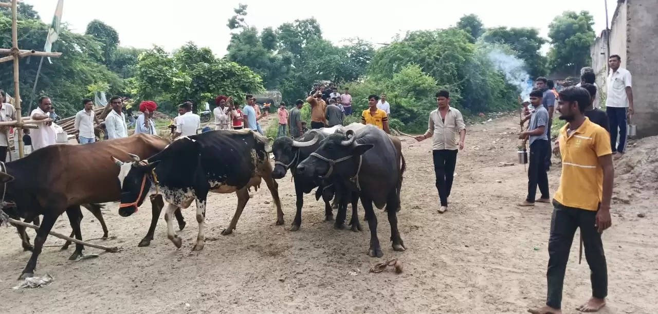 शाहपुरा में पशुओं को रोगमुक्त करने के लिए अनूठा उत्सव