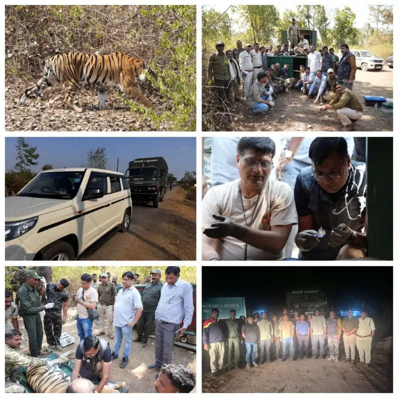 बांधवगढ़ की बाघिन दहाड़ेगी राजस्थान के मुकुंदरा हिल टाइगर रिज़र्व में