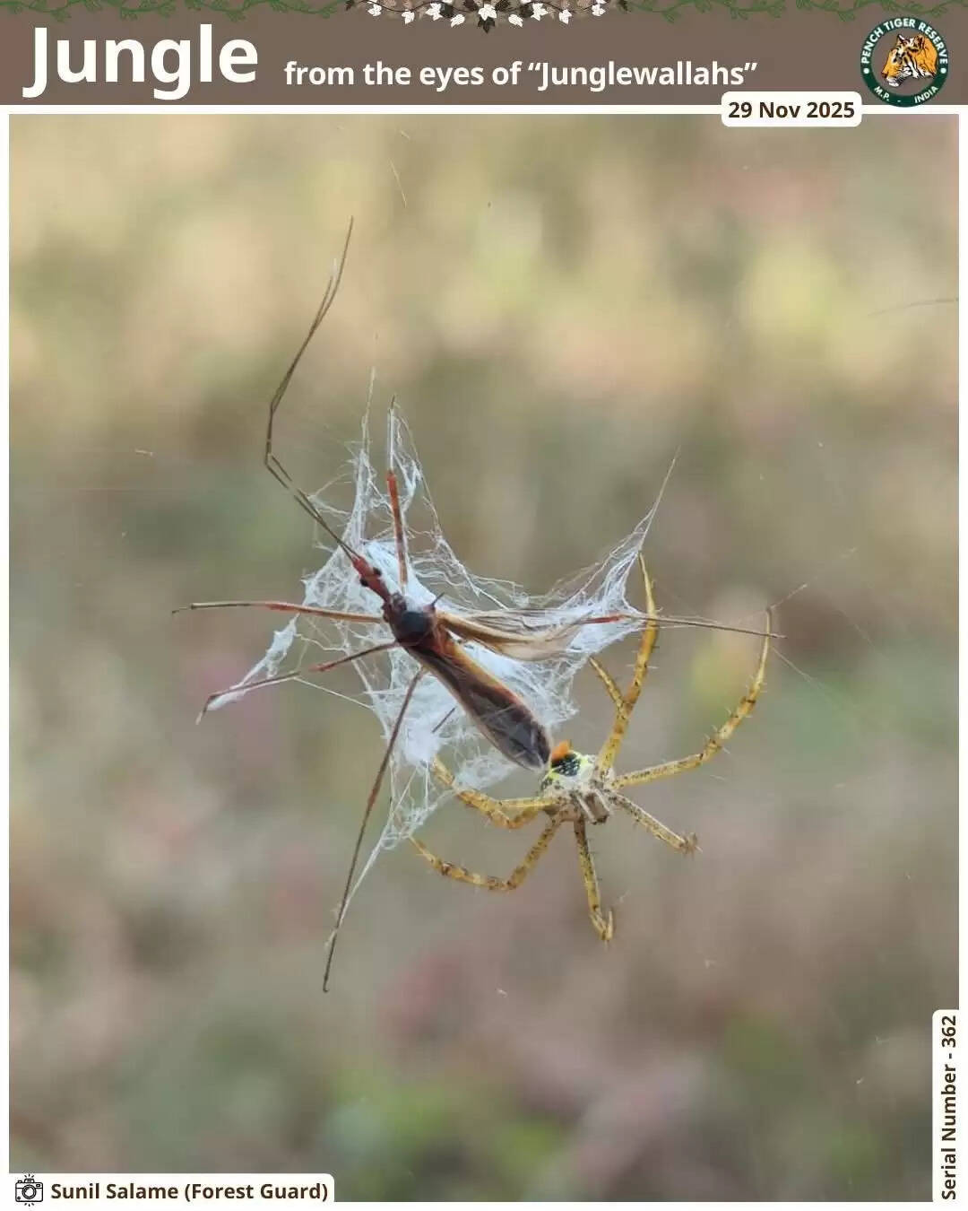 ‎सिवनीः सिवनीः पेंच टाइगर रिज़र्व में गश्ती के दौरान फॉरेस्ट गार्ड की दुर्लभ दृश्य की फोटो कैद