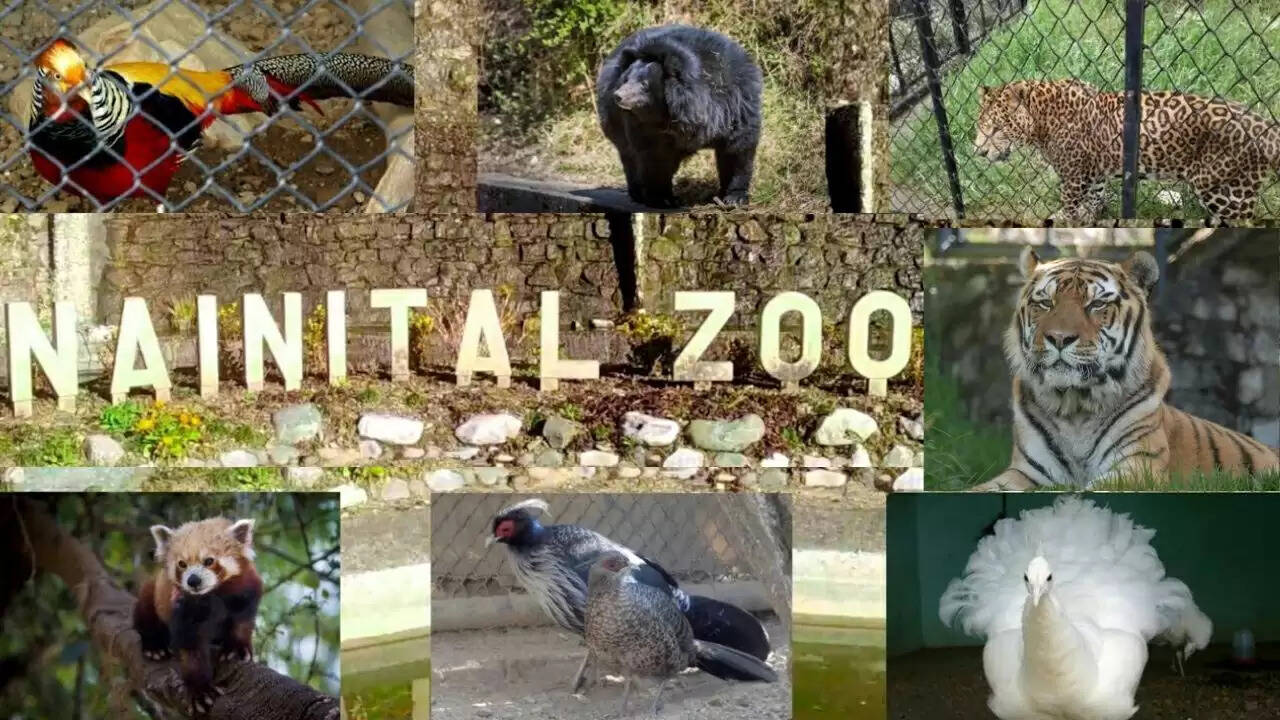 नैनीताल चिड़ियाघर में बर्ड फ्लू की आशंका, राेकथाम&nbsp;के&nbsp;इंतजामाें&nbsp;में&nbsp;जुटा&nbsp;पार्क&nbsp;प्रशासन