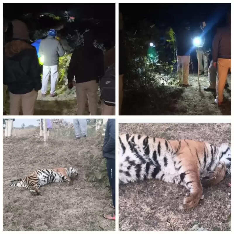 उमरियाः बाघ शावक की संदिग्ध परिस्थितियों में मौत
