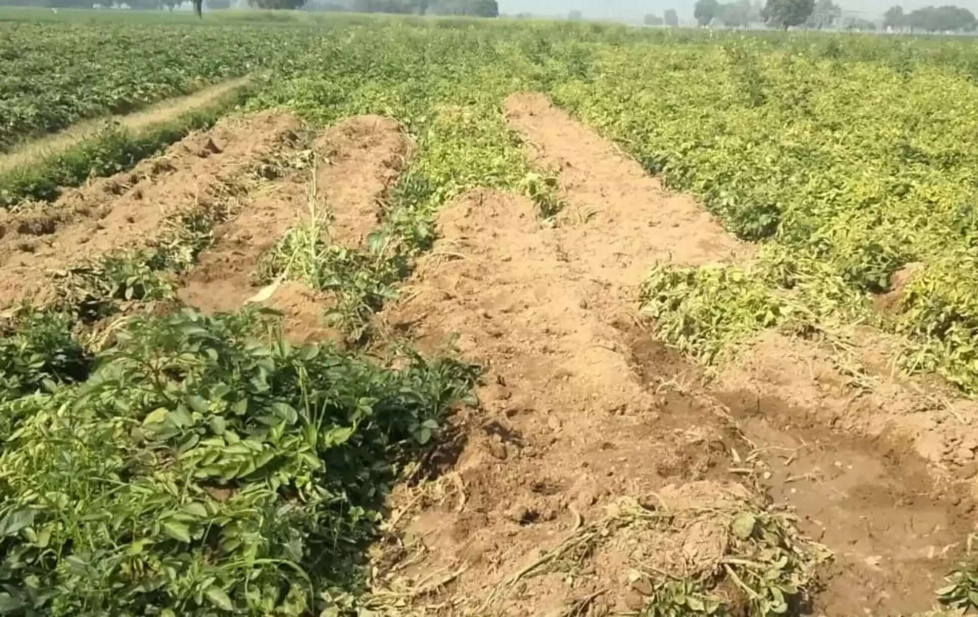 जंगली सूअरों का आतंक, नष्ट कर रहे आलू की फसल