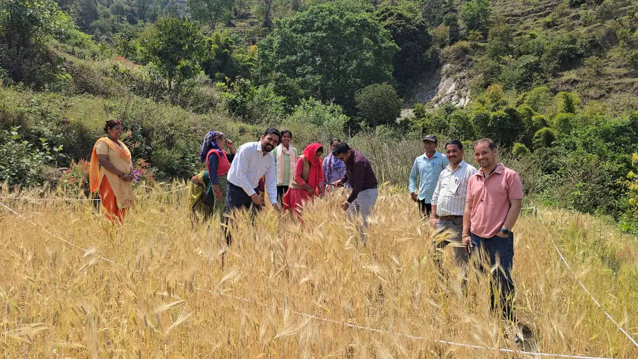 क्रॉप कटिंग कर फसल का लिया जायजा