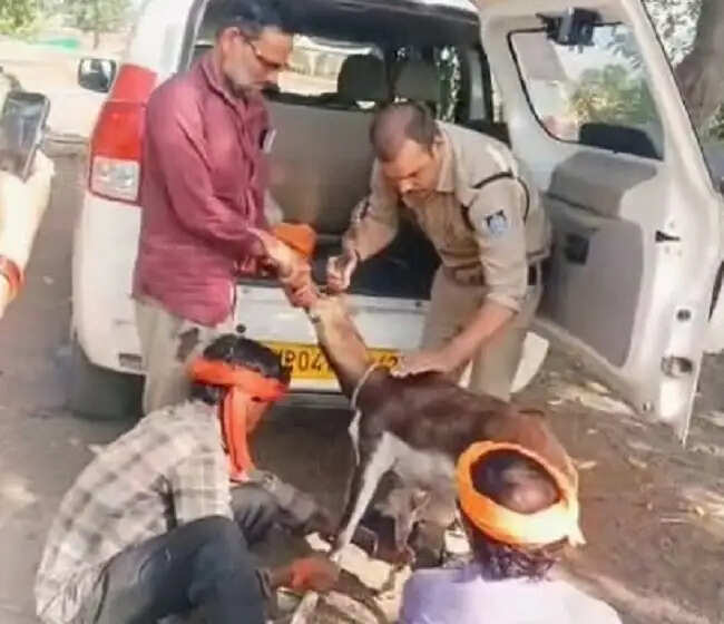 गुनाः डायल-112 के जवानों ने घायल हिरण के शावक को सुरक्षित वन विभाग के सुपुर्द किया