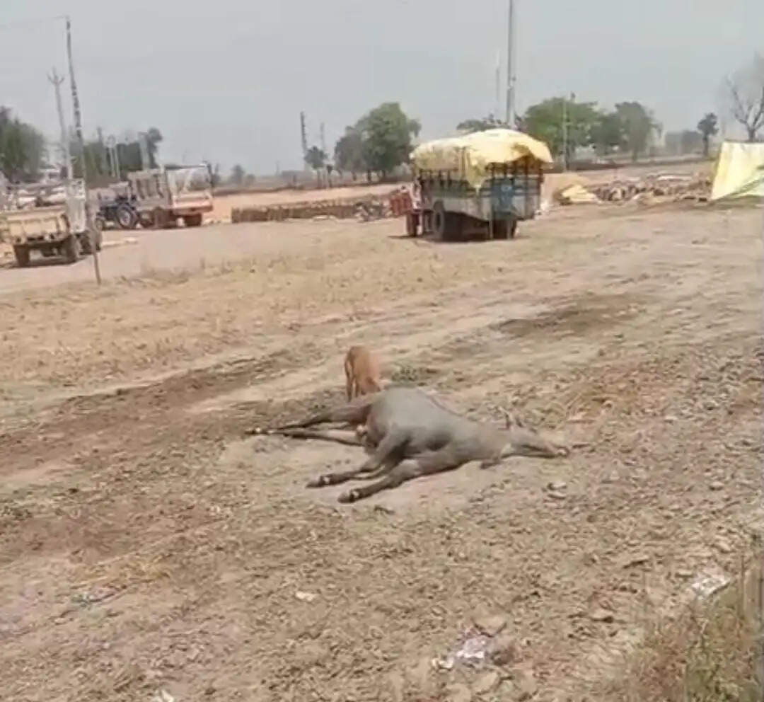 सिरसा: हादसे में मोटरसाइकिल सवार की मौत