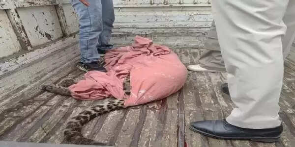 हिमाचल के मंडी में तेंदुए का आतंक, हमले में एक की मौत, पांच घायल