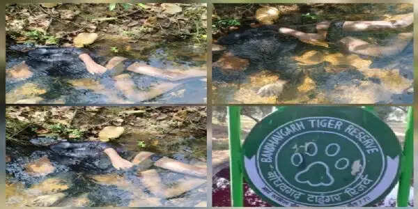 उमरिया: महुआ बीनने गए 14 वर्षीय बच्चे को उठा ले गई बाघिन, खून से लथपथ मिला शव