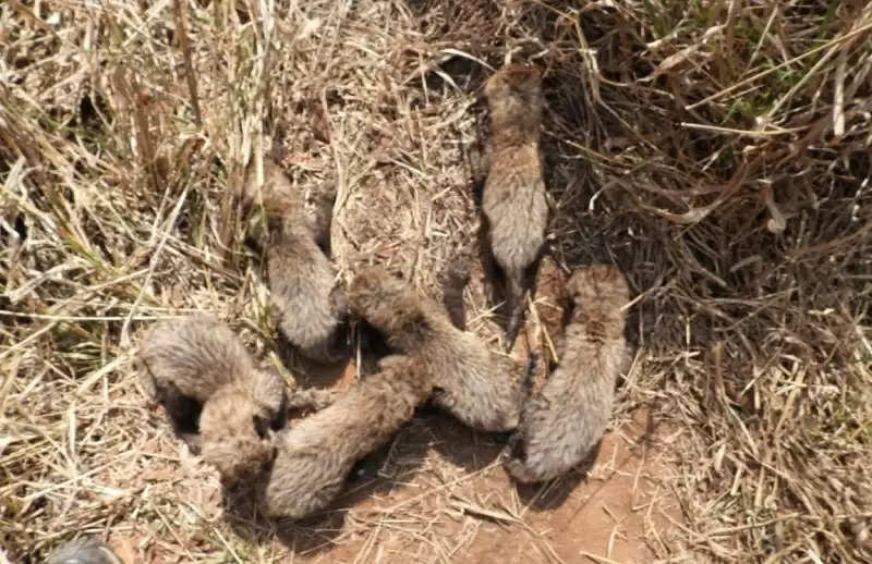 `गामिनी' ने पांच नहीं, छह शावकों को जन्म दिया, अब कूनो में 14 शावक समेत 27 चीते