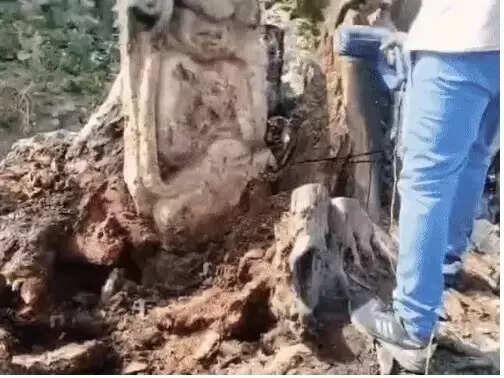 कोटा में सूखे पेड़ के तने में मिली हनुमान प्रतिमा, दर्शन के लिए उमड़ी भीड़