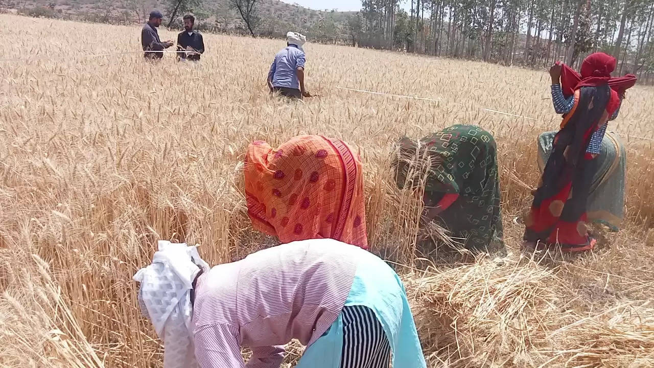 जिलाधिकारी ने खेत पहुंचकर कराई गेहूं के फसल की क्रॉप कटिंग