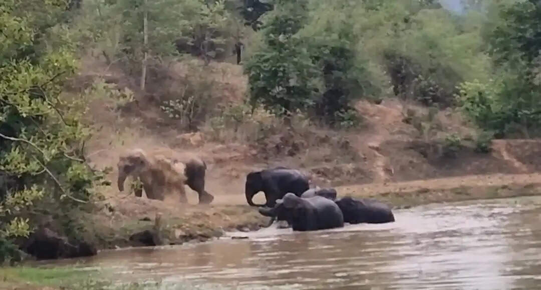 कटघोरा के जंगल में हाथियों की मस्ती का अनोखा नजारा, तालाब में 16 हाथियों ने की जलक्रीड़ा