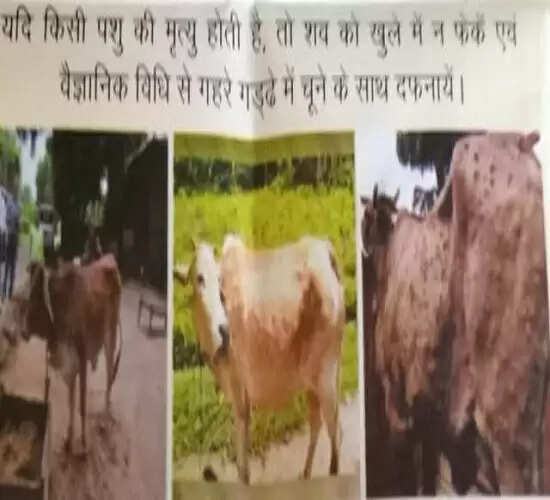 लम्पी रोग वायरस जनित, बचाव ही समुचित उपचार : डॉ.आर.पी.मिश्र