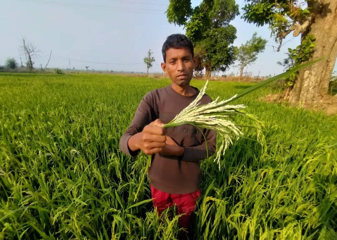 धान की फसल में उस्का कीट प्रकोप, किसान परेशान