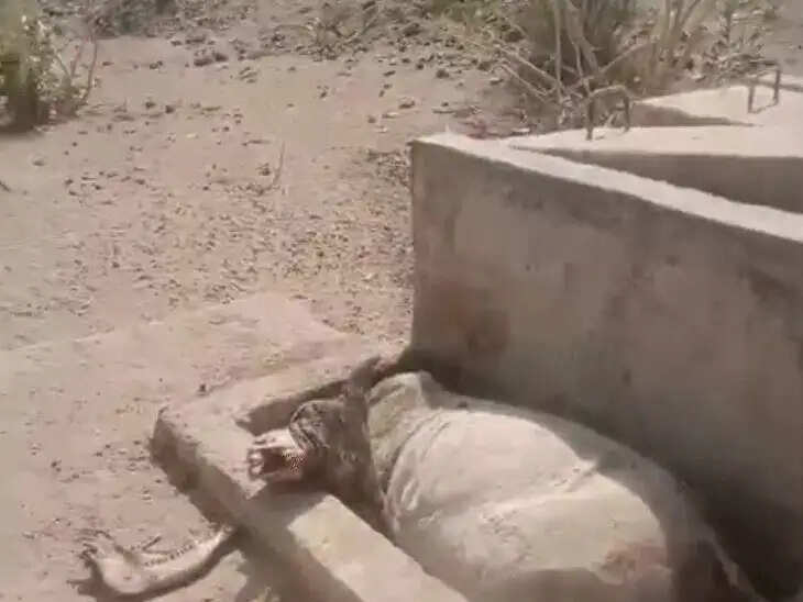 बाड़मेर में भीषण गर्मी और जलसंकट से बिगड़े हालात, देरासर गांव में प्यास से 10 से अधिक गायों की मौत का दावा