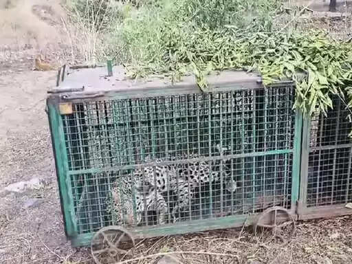 उदयपुर: बछार गांव में पिंजरे में फंसा लेपर्ड, ग्रामीणों ने ली राहत की सांस