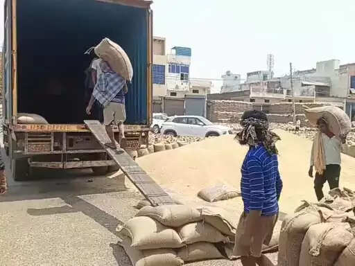 फरीदाबाद :  गेहूं का उठान कार्य तेज, 70 हजार क्विंटल अजान गोदामों में भेजा