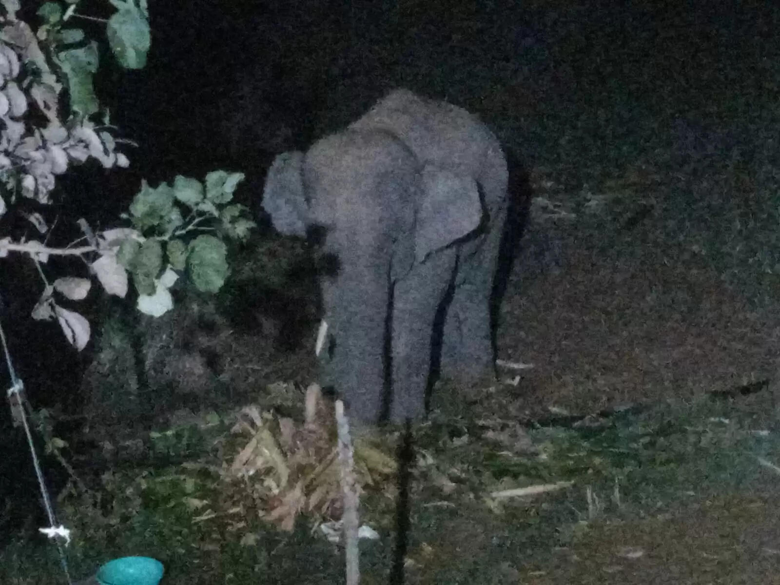 अनूपपुर: हाथी की घुसपैठ से परेशान ग्रामीण, रात में जंगल से निकल फसलों को बना रहे आहार