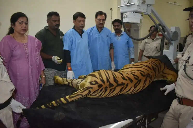 मप्रः खिवनी अभयारण्य से लाए गए घायल बाघ युवराज का भोपाल के राष्ट्रीय उद्यान वन विहार में हो रहा उपचार