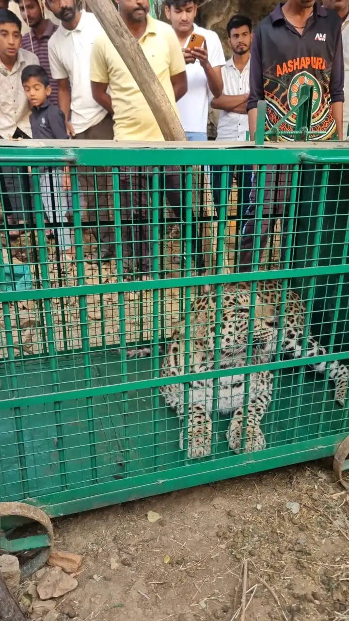 सलूंबर के थड़ा गांव को पैंथर की दहशत से राहत, वन विभाग ने किया सफल रेस्क्यू