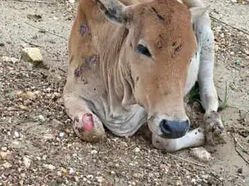 कोरबा में तेज रफ्तार ट्रेलर ने मवेशियों को रौंदा, छह की मौके पर मौत