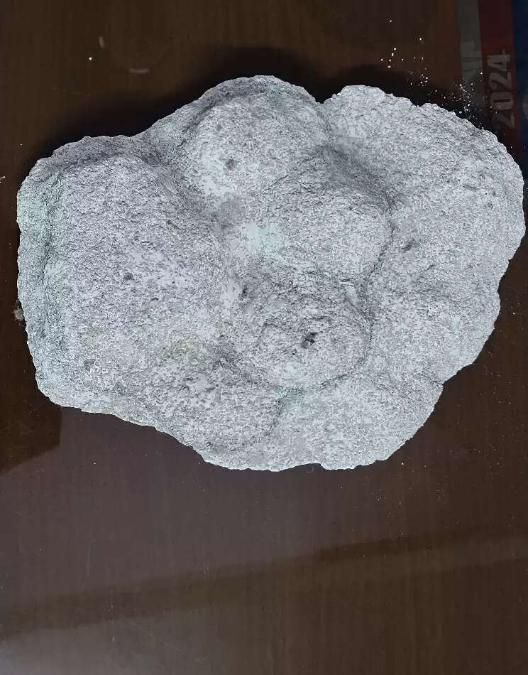 छत्तीसगढ़ के धमतरी जिले में एक भी बाघ की स्थाई मौजूदगी नहीं, 16 जनवरी से शुरू होगा बाघ आंकलन सर्वे