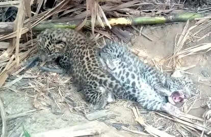 किसान के खेत में तेंदुए के दो शावक मिलने से ग्रामीणों में दहशत