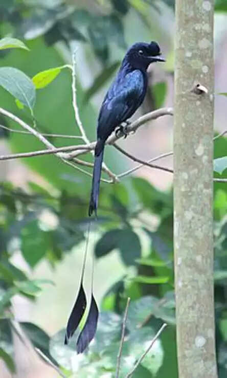 नारायणपुर : अबूझमाड़ का दुर्लभ भृंगराज पक्षी का पंख अबूझमाड़ियों का सरताज