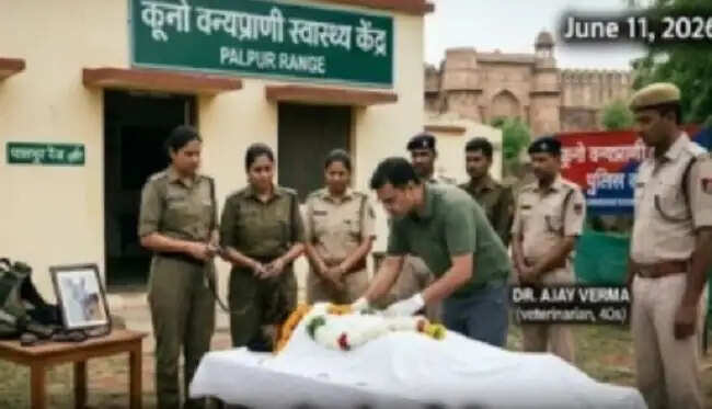 मप्र के कूनों में चीतों की निगरानी के लिए तैनात जर्मन शेफर्ड डॉग की मौत