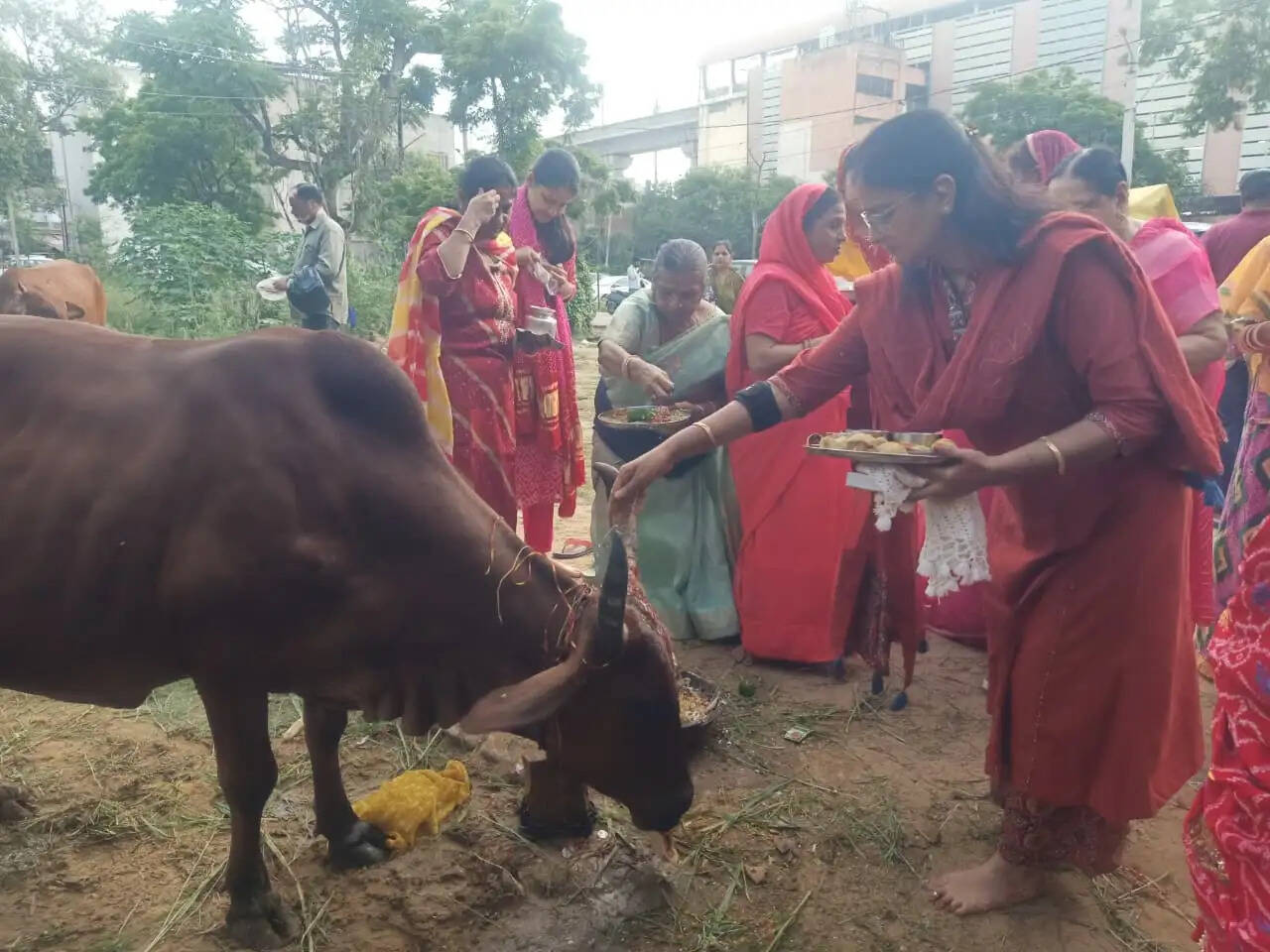 बछ बारस पर गूंजे मंगल गीत: गाय-बछड़े की पूजा कर महिलाओं ने मांगी संतान की लंबी उम्र