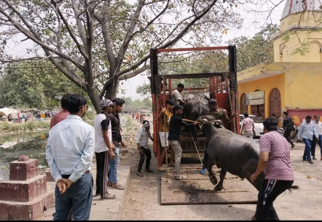 आवारा पशुओं पर सख्ती जारी, शहर को व्यवस्थित बनाने के लिए अभियान तेज : नगर आयुक्त