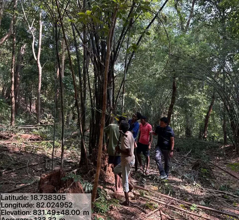 बस्तर के नक्सल प्रभावित इलाकों में वानिकी कार्य बना रोजगार का नया जरिया