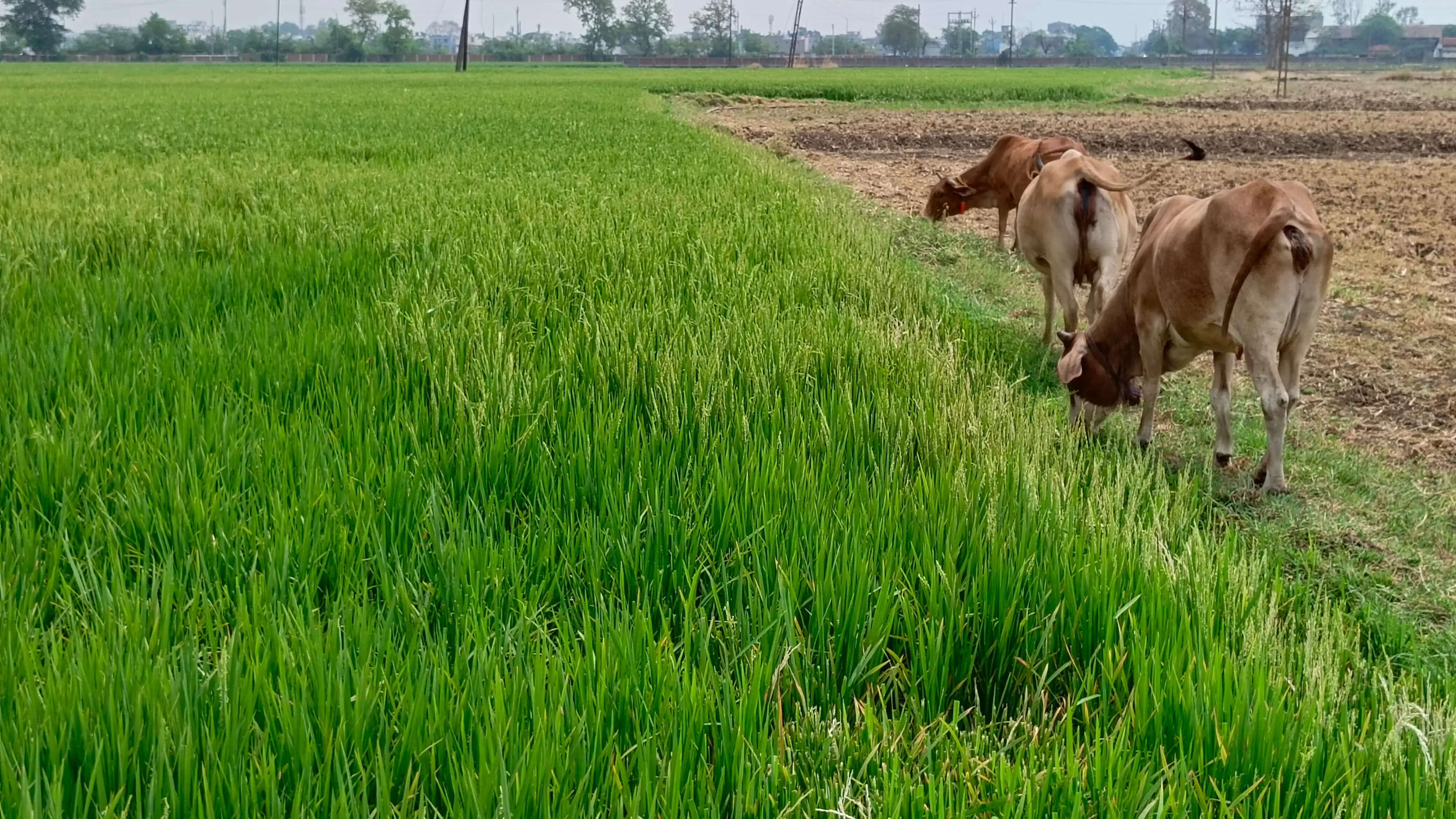 धान की फसल चट कर रहे मवेशी, बेसहारा मवेशियों की नहीं हो रही धरपकड़