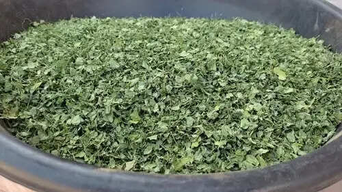 नागौर की विश्व प्रसिद्ध पान मेथी को जल्द जीआई टैग मिलने की उम्मीद,