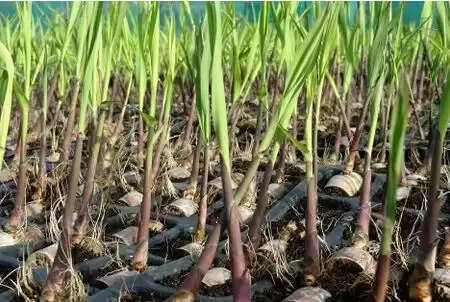 उत्तर प्रदेश में गन्ना किसानों को मिलने वाले बीज की होगी डिजिटल ट्रैकिंग