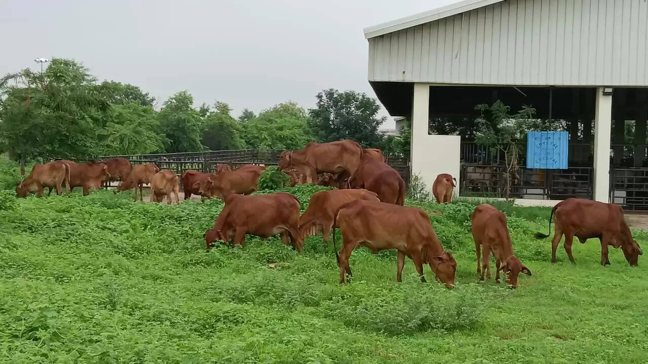 उच्च आनुवंशिक क्षमता वाली साहीवाल नस्ल के संरक्षण में बीएचयू की बड़ी उपलब्धि