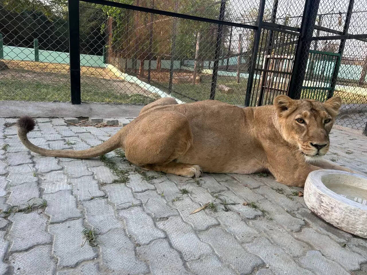 इटावा सफारी पार्क में दो दिन पहले बब्बर शेरनी रूपा से जन्मे चार शावकों में एक की मौत