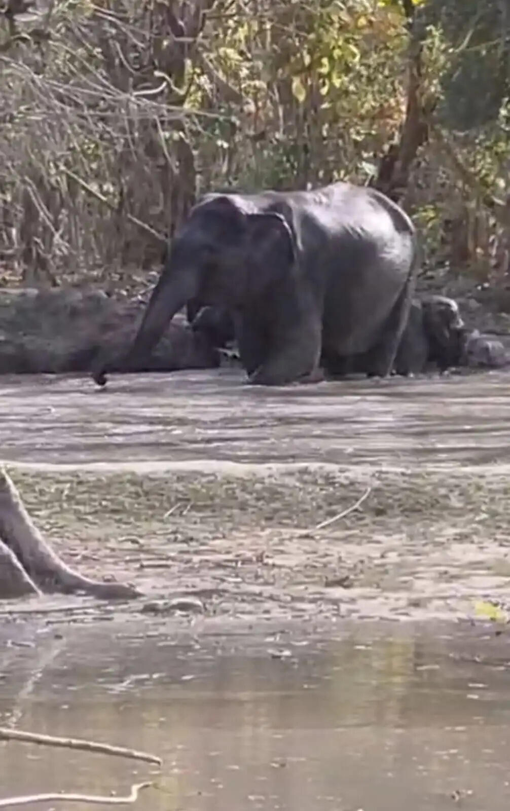 गर्मी में वन्यजीवों को राहत: पथरी वन क्षेत्र में तैयार किए गए नए वाटर हॉल