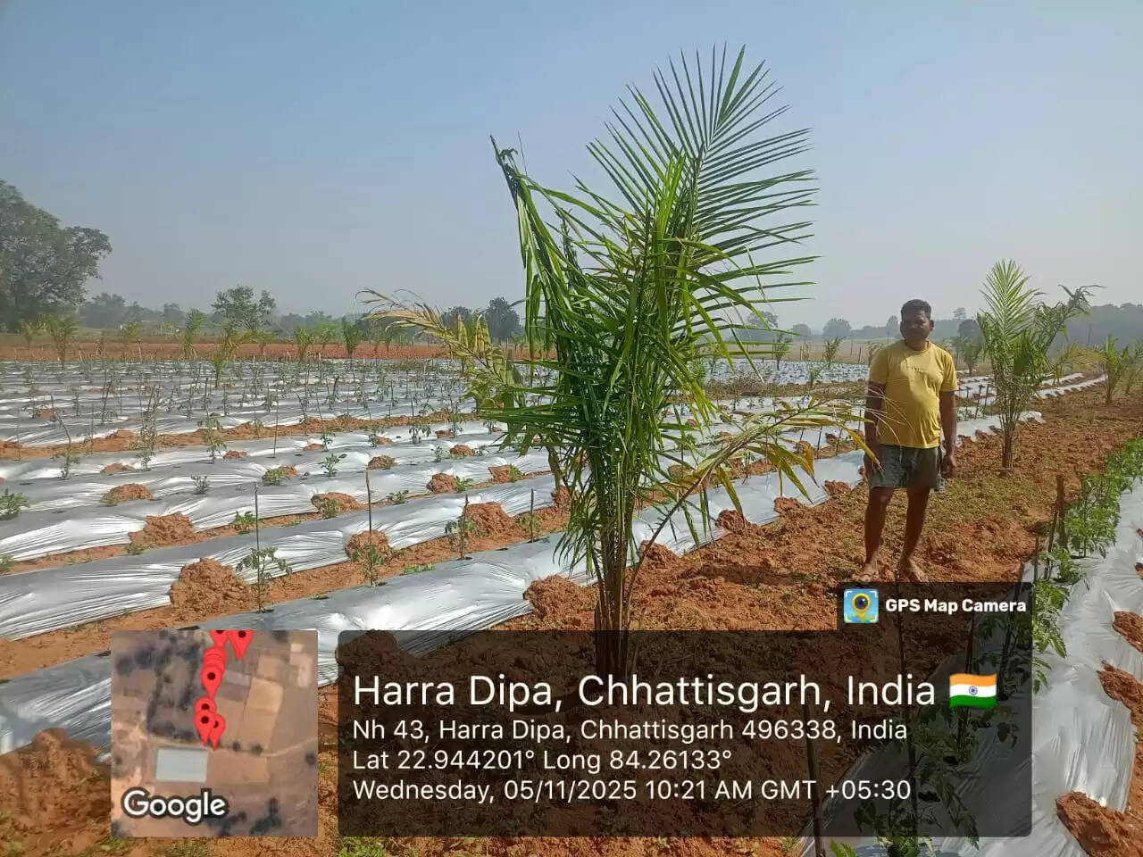 जशपुर: 74 हेक्टेयर ऑयल पाम रोपण पर राज्य का अतिरिक्त अनुदान, किसानों को मिलेगा लंबी अवधि का लाभ