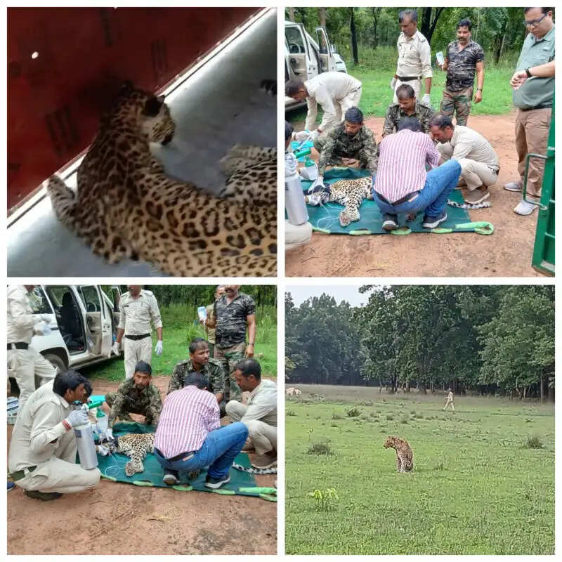 उमरिया : बांधवगढ़ में कमजोर हालत में मिला नर तेंदुआ, रेस्क्यू कर उपचार शुरू