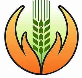 तूफानी बारिश से धान की फसल बर्बाद, बीमा क्लेम न मिलने से केसीसी धारक किसानों में आक्रोश