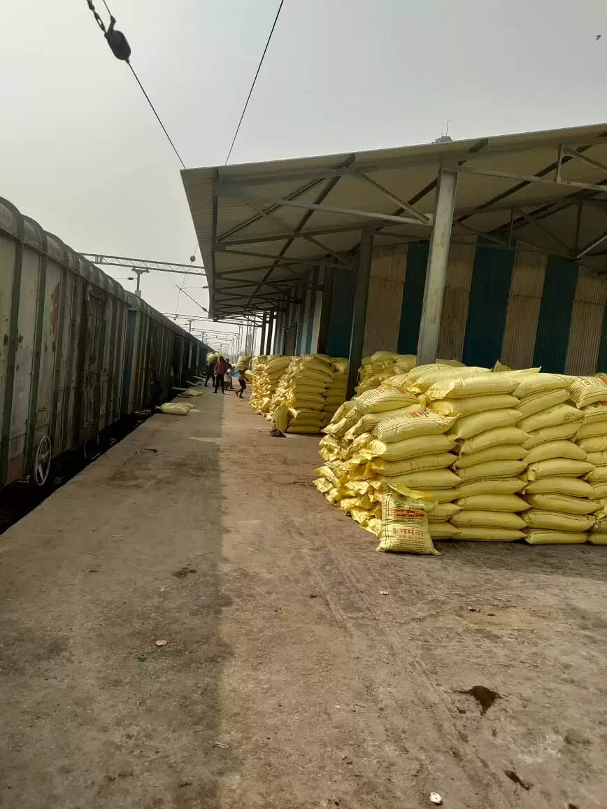 कृषि विभाग का दावा...अच्छी बरसात से बढ़ा गेहूं का रकबा, एक साथ बुवाई से बढ़ी यूरिया की मांग