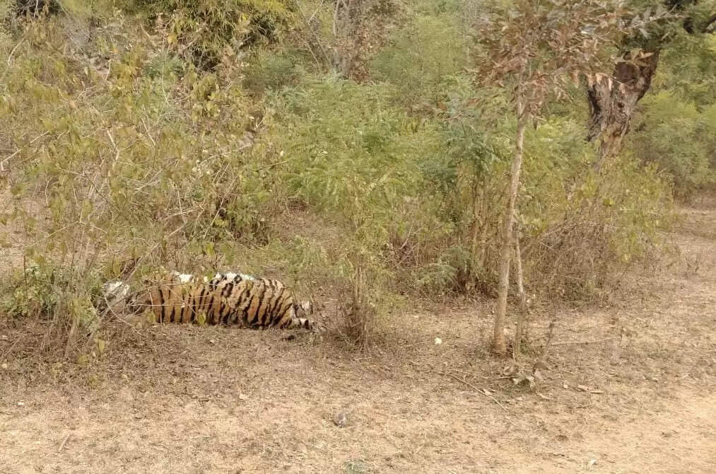 उमरिया: बांधवगढ़ में फिर एक मादा बाघ की संदिग्ध परिस्थितियों में मौत