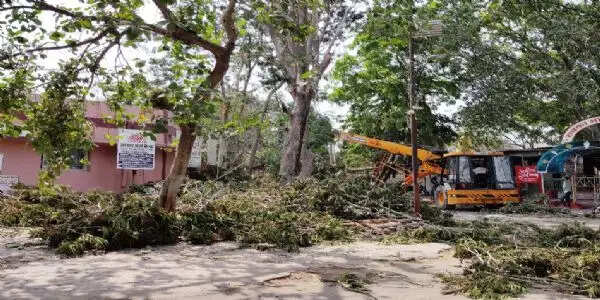 पक्षियों के जाने के बाद जिला अस्पताल में पेड़ों की कटाई-छंटाई शुरू