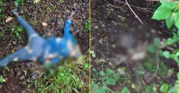रतलाम में युवक का शव और कंकाल, पास ही पड़े थे लापता लड़की के कपड़े, मेडिकल कॉलेज में दोनों पक्ष भिड़े