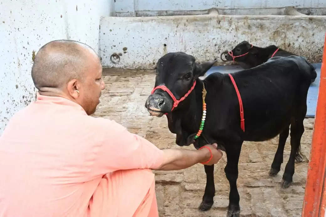 दक्षिण से आए गोवंश को सीएम योगी ने दिया भवानी और भोलू नाम