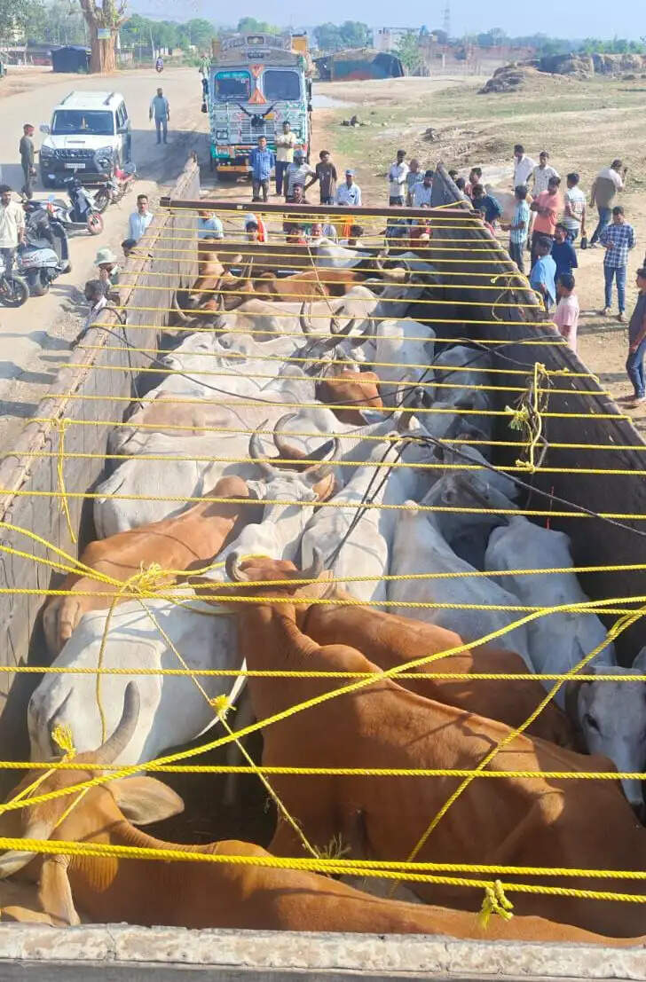 ग्रामीणों ने मवेशियों से भरा ट्रक पकड़ा, पुलिस को सौंपा