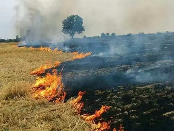 छतरपुर: आग से वनों में लाखों पौधे स्वाहा, खेतों में जलती नरवाई से क्षति