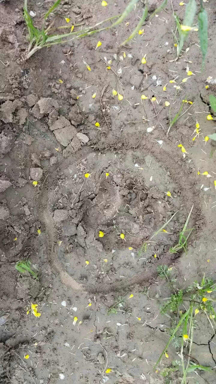 बाराबंकी में देखा गया जंगली जानवर, वन विभाग की टीम लिए पगचिन्ह के फाेटाे